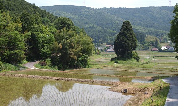 天野の棚田