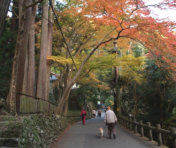 紅葉の滝道