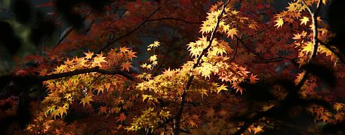箕面の森の紅葉