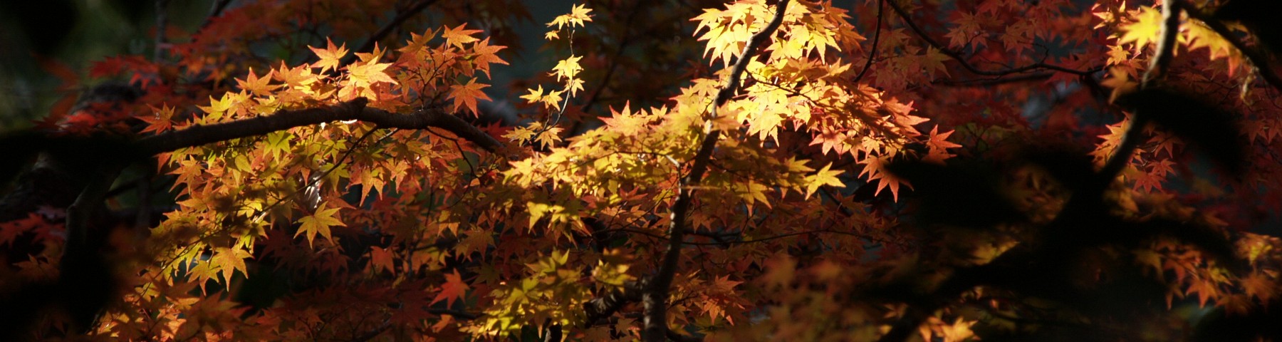 箕面の森の紅葉