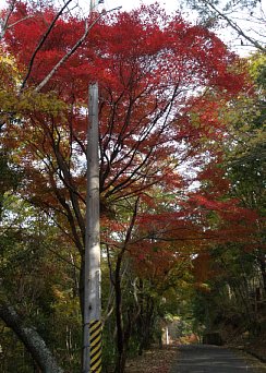 紅葉と電信柱