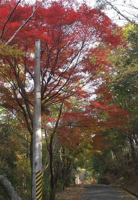 紅葉と電信柱