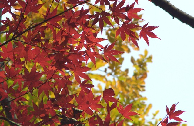 紅葉と黄葉