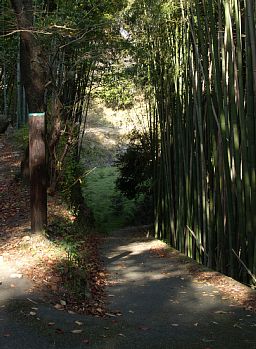 竹の車道