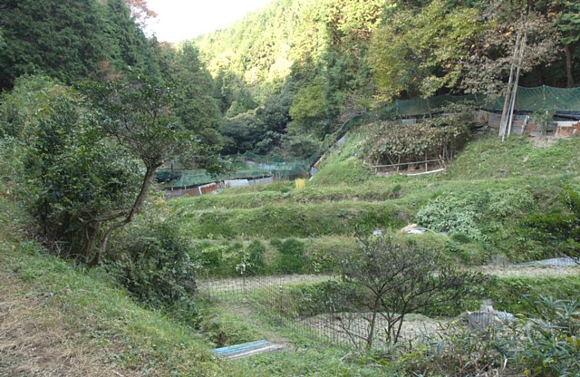 棚田