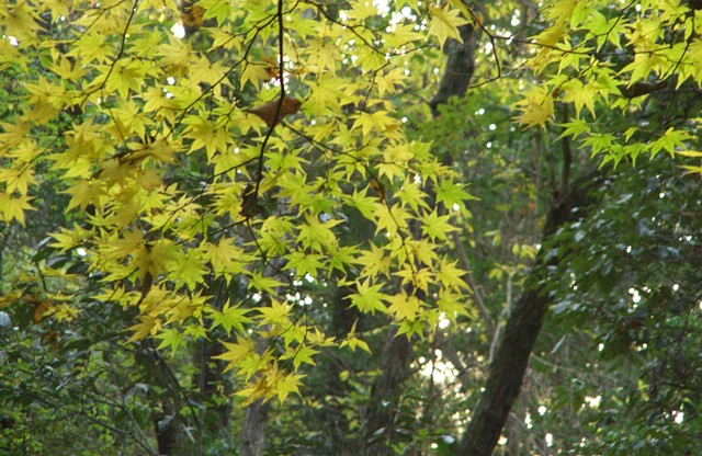 摂津峡のモミジ