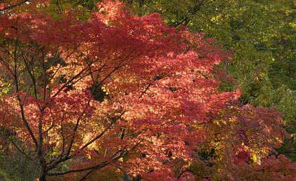 摂津峡公園の楓