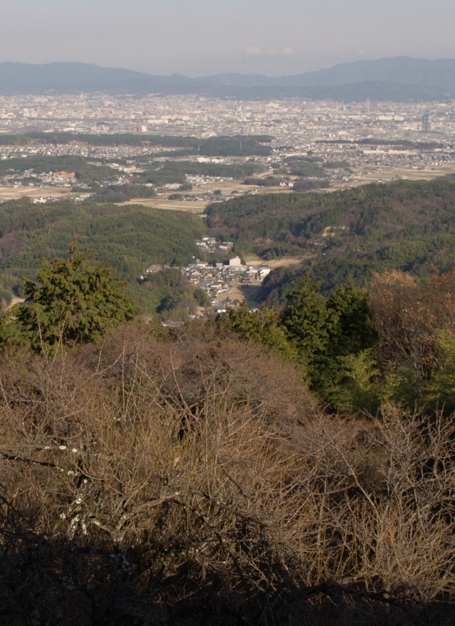 三鈷寺の樹