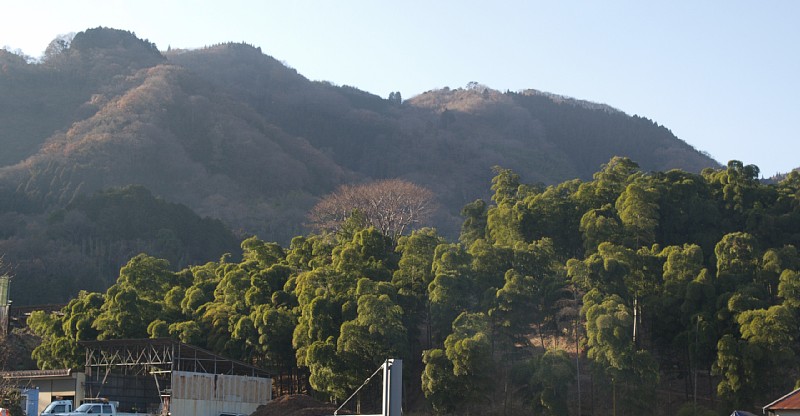 竹林と山