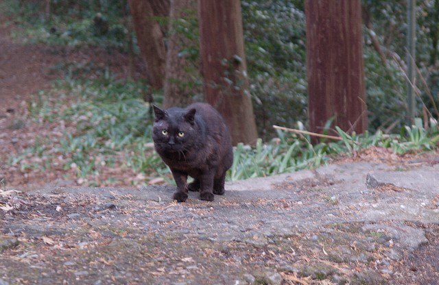 あ、ネコ発見