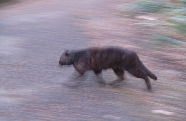 逃げる猫