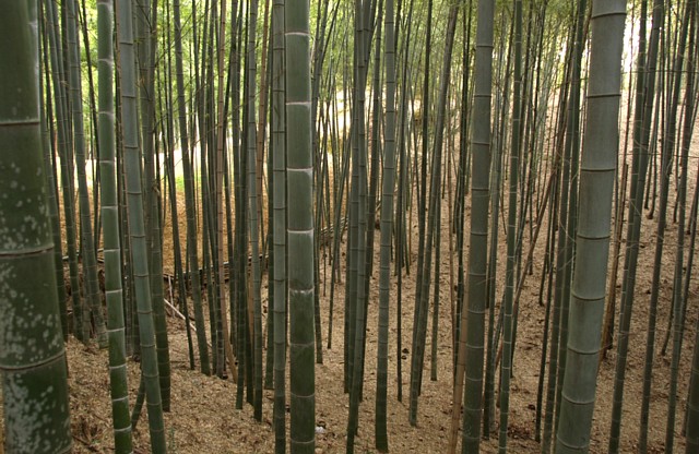 竹林