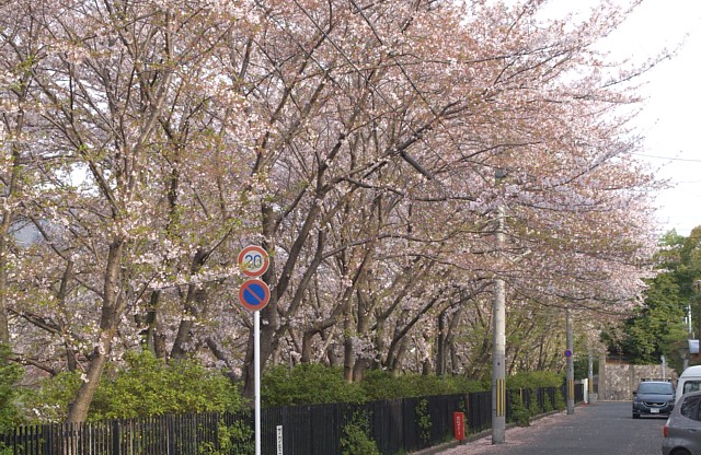 桜並木
