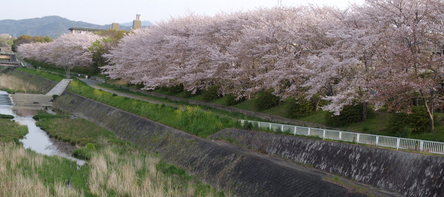 小畑川