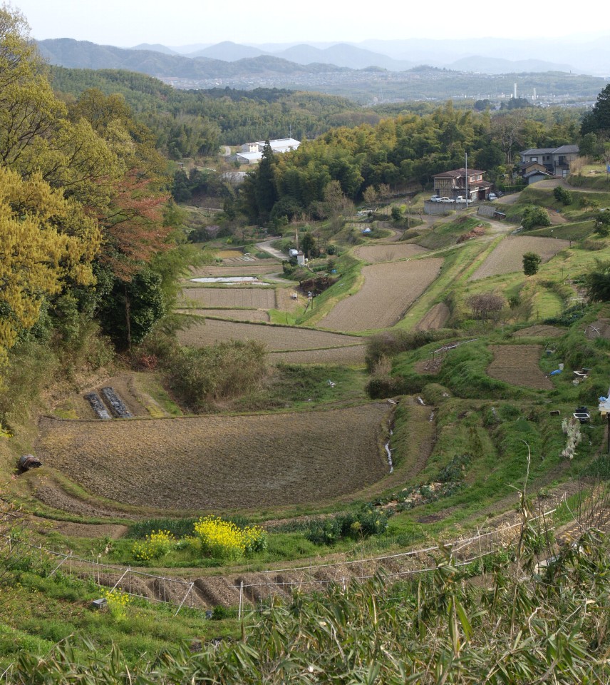 棚田