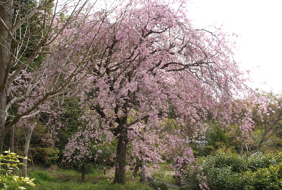 大原野の桜