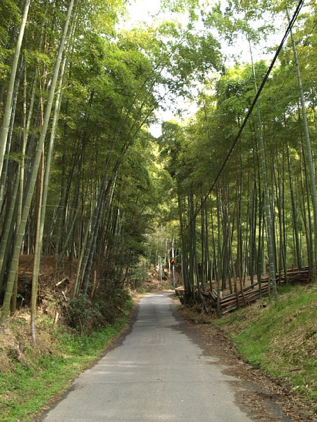大原野の竹林