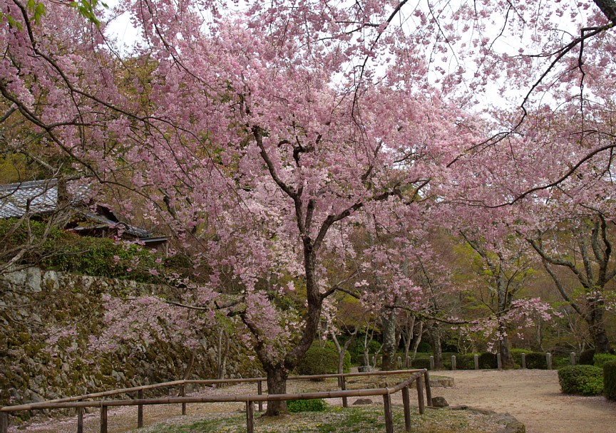 桜ヶ丘
