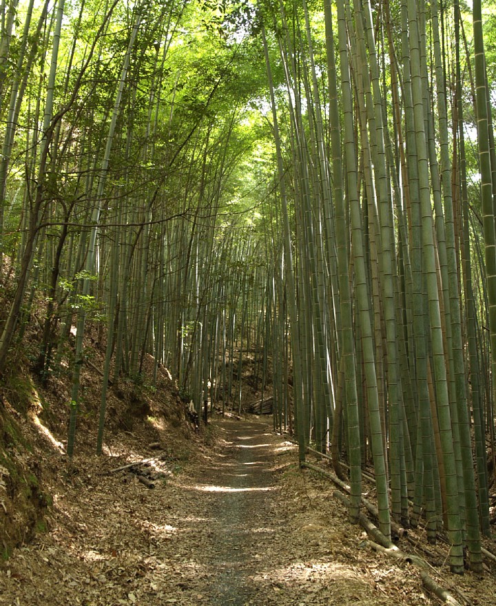 竹林