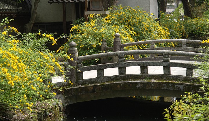 ヤマブキ