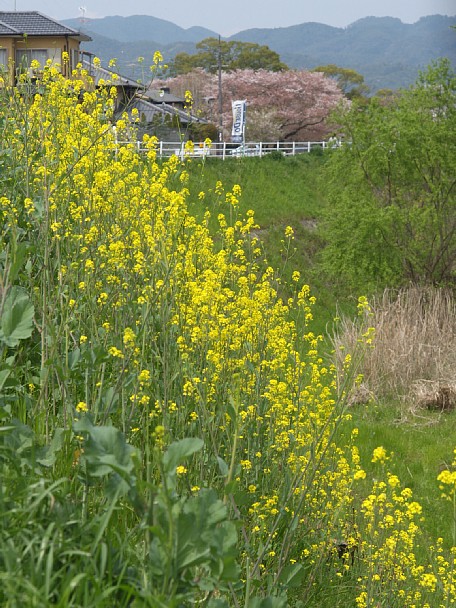 菜の花