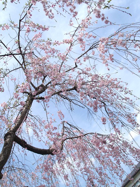 枝垂れ桜
