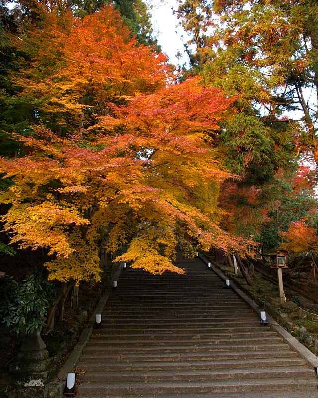 法輪寺参道の紅葉