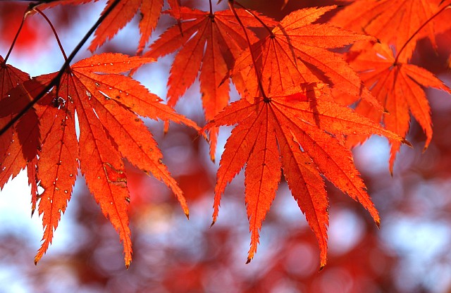 公園の紅葉