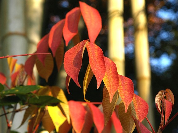 順光の紅葉