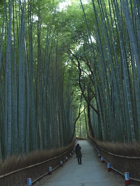 嵐山竹林の小径