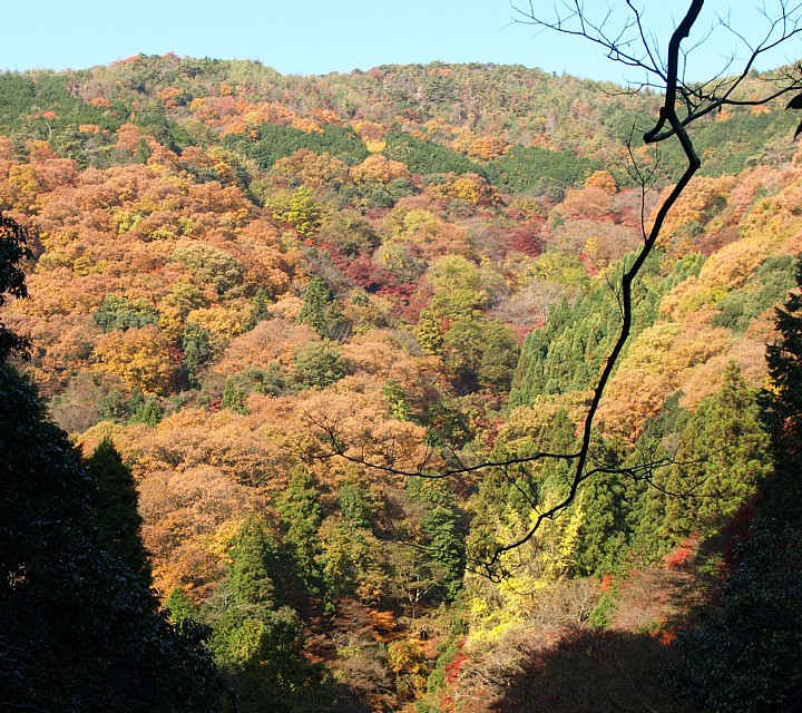 錦の山