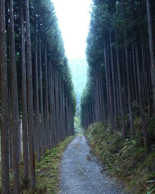 北山杉の道