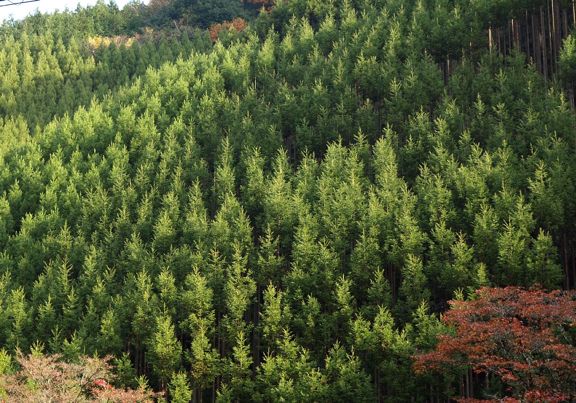 北山杉の山肌