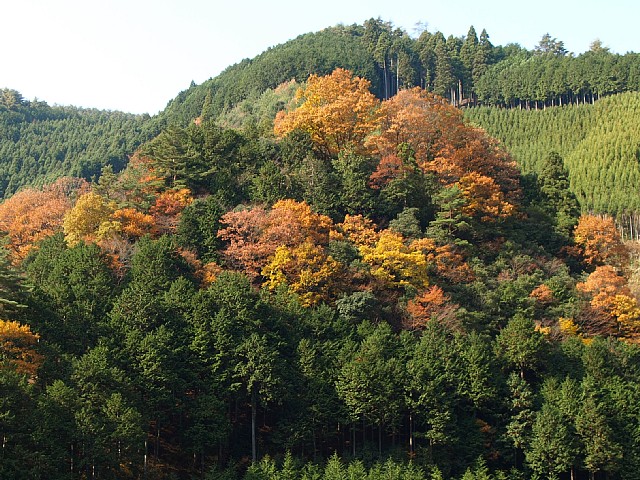 冠