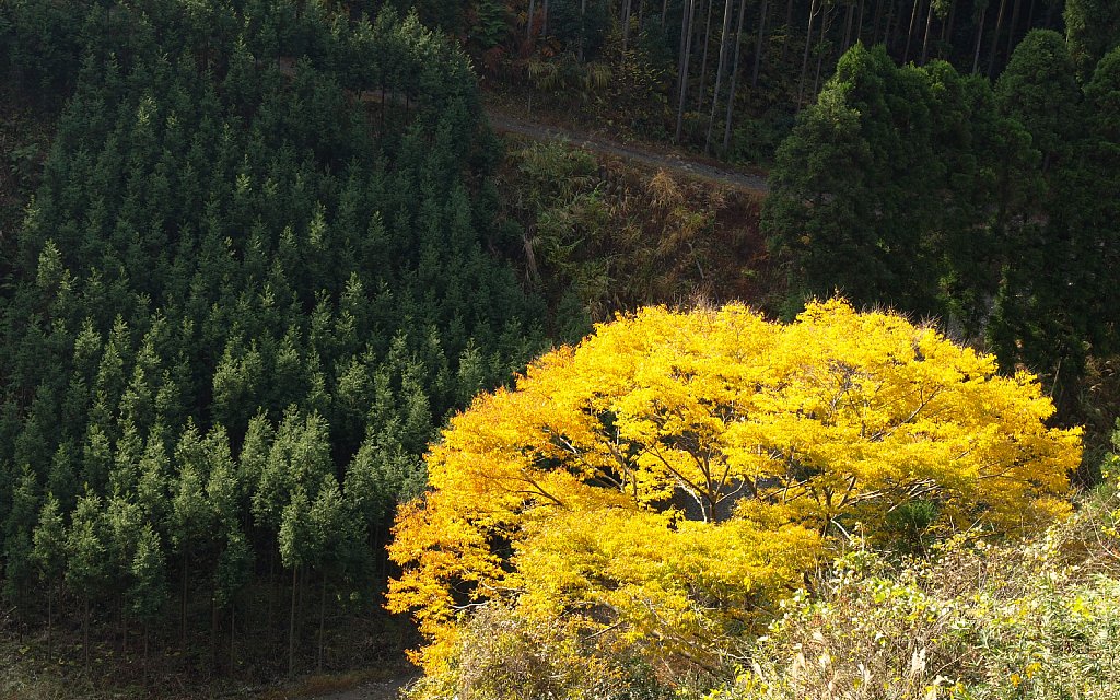 北山杉と黄葉