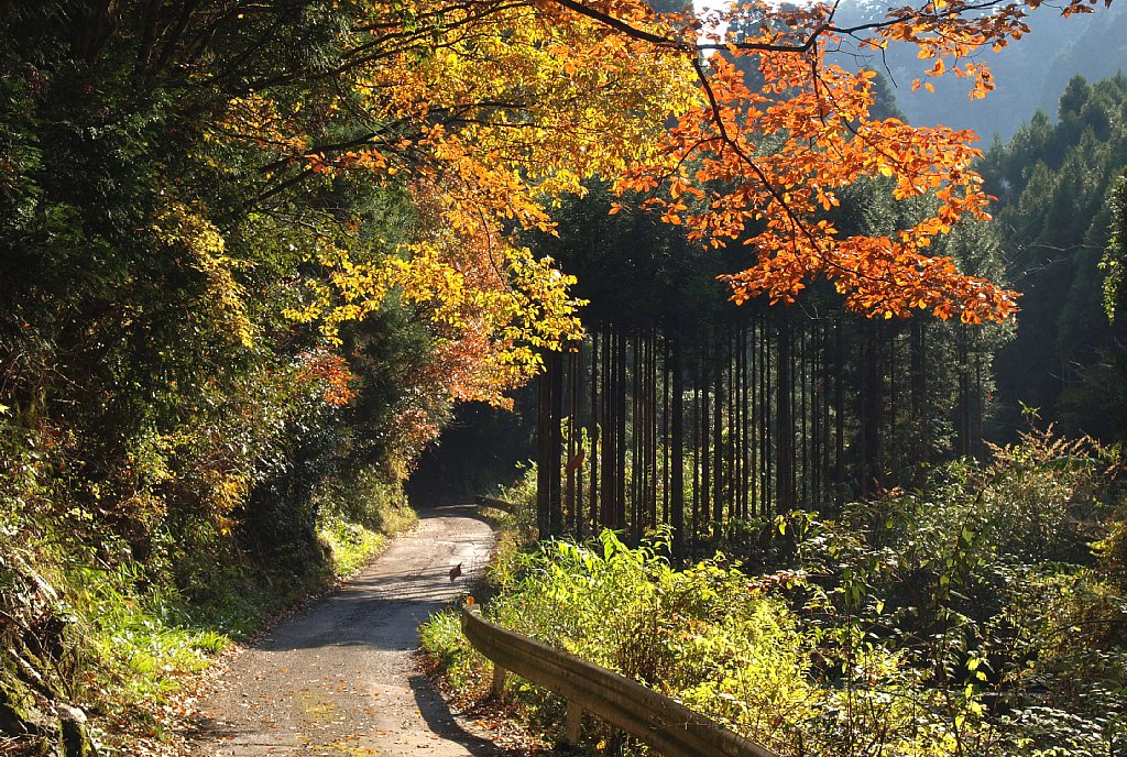 秋の菩提道を往く