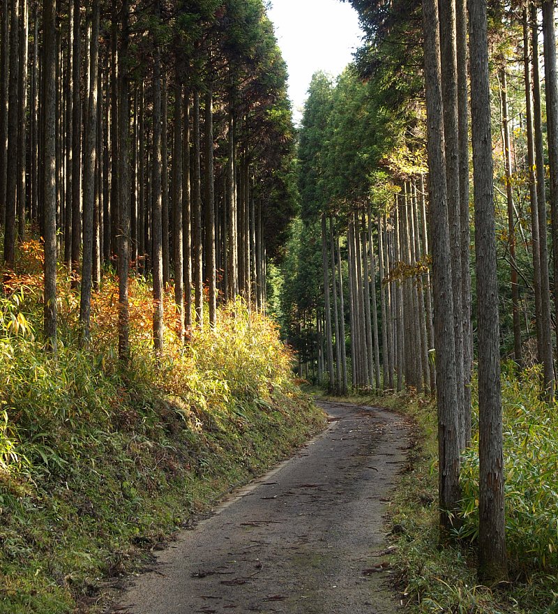 北山杉の道を往く