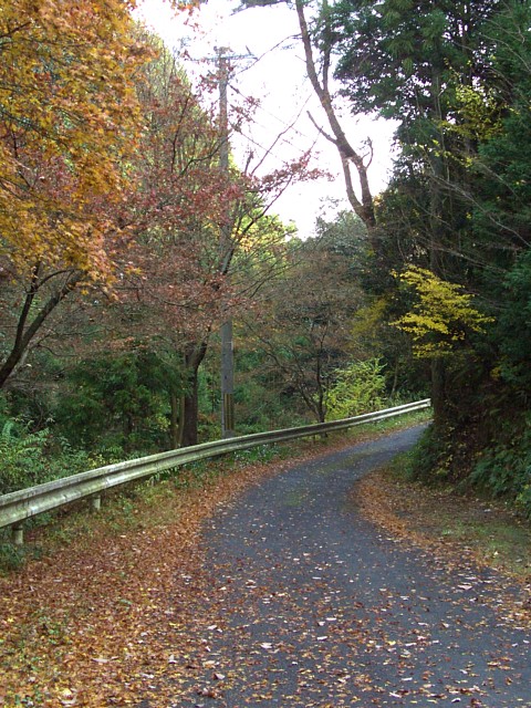 紙屋川に沿いの車道