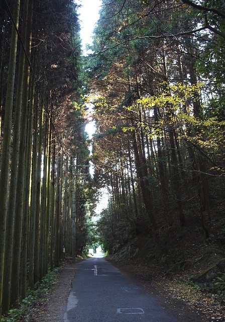 北山の車道