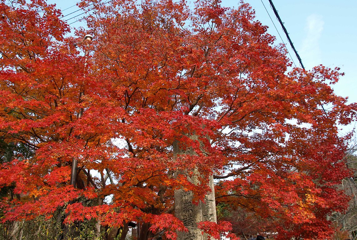 常照寺の紅葉