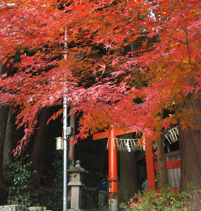 守谷神社の紅葉