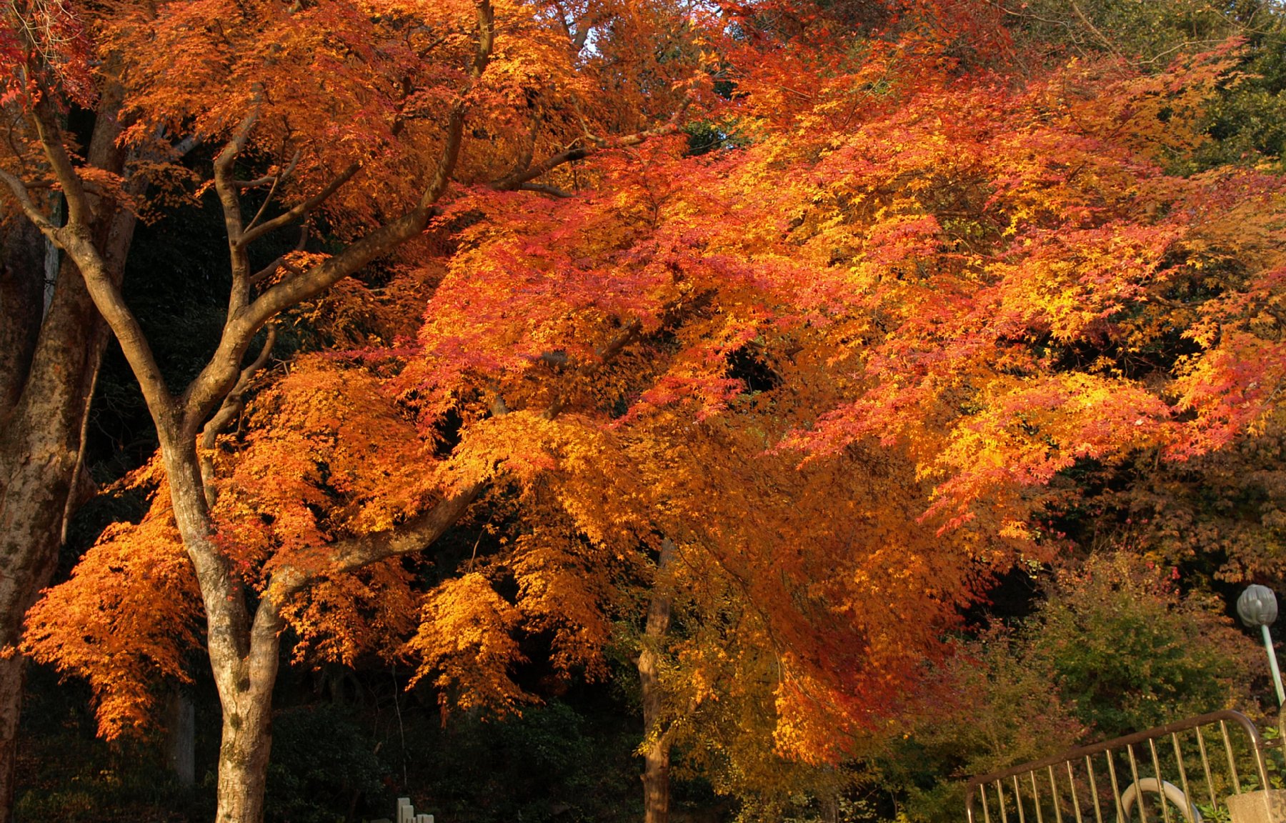 静原神社の紅葉