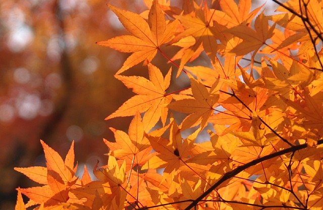 紅葉