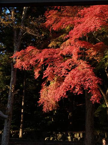 静原神社の紅葉