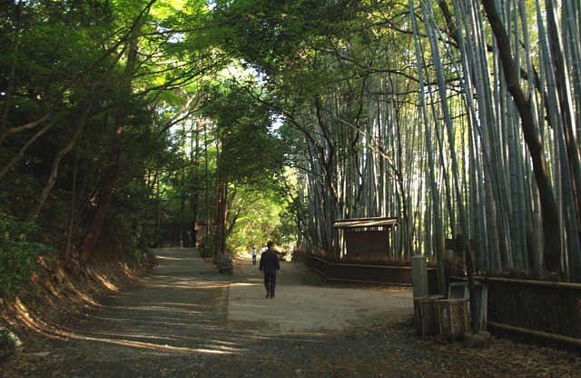 竹林