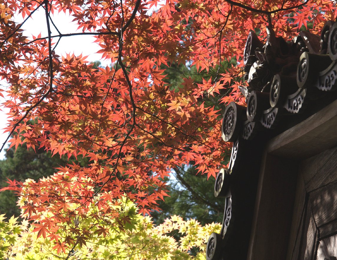 西明寺の紅葉