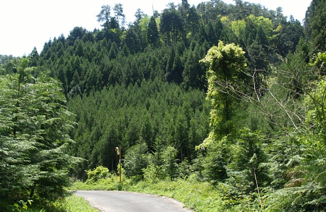 北山の杉