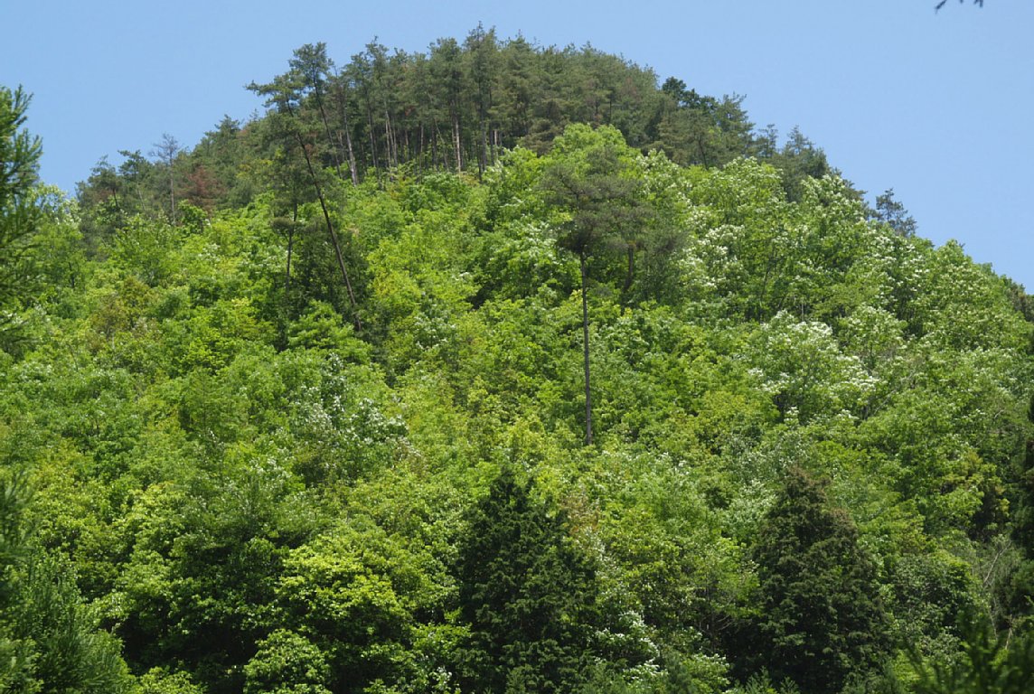 新緑の山