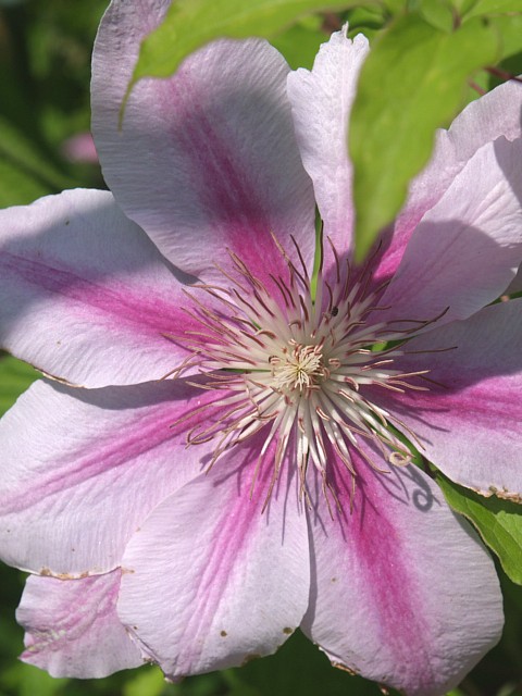 路傍の花