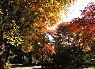 紅葉の道